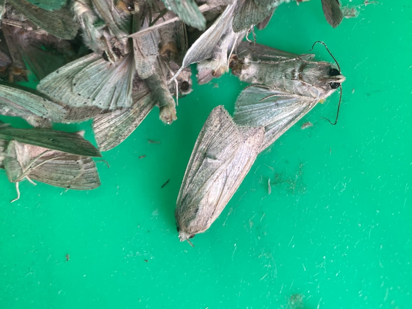 Cluster of gray-brown true armyworm moths with folded wings resting on a green surface, showing characteristic wing patterns and body shape.
